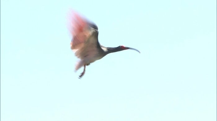 放鳥されたトキ