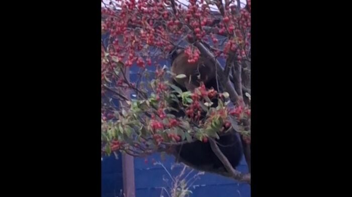 ヒメリンゴの木に登るクマ