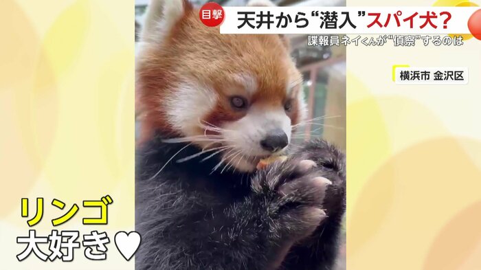 リンゴを食べるネイくん(横浜・八景島シーパラダイス)