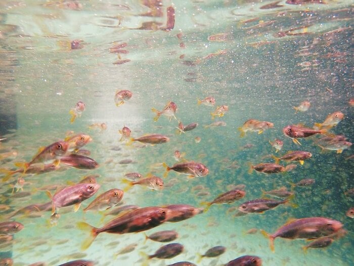 ブリヒラ初期の飼育の様子(画像提供:近畿大学)