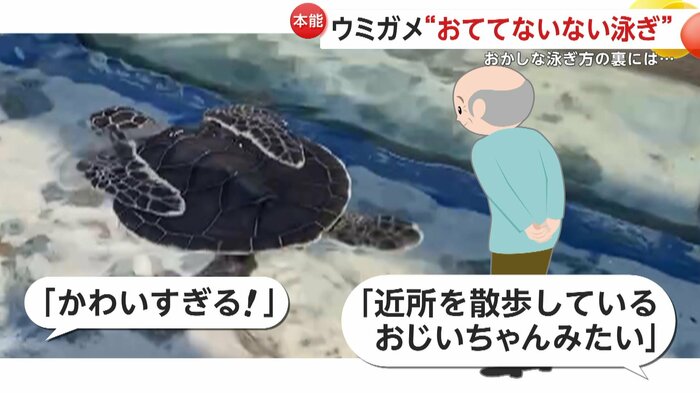 SNSで話題となった“お手々ないない泳ぎ”(映像提供:道の駅ウミガメ公園)