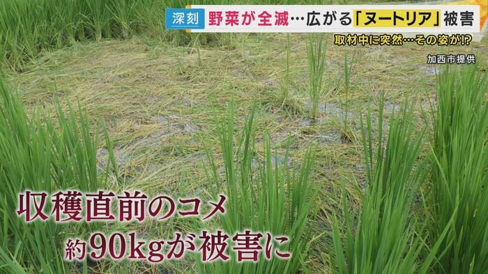 被害に遭った田んぼ