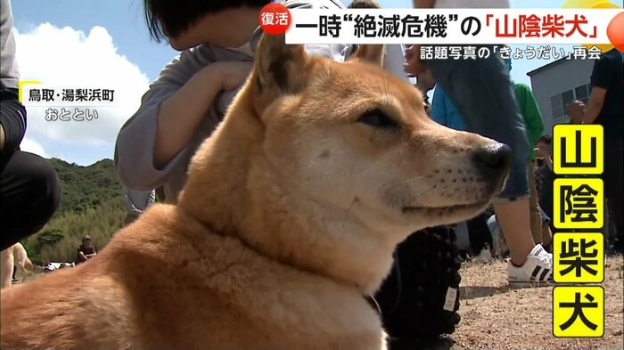 鳥取・湯梨浜町で開催された「山陰柴犬」鑑賞会