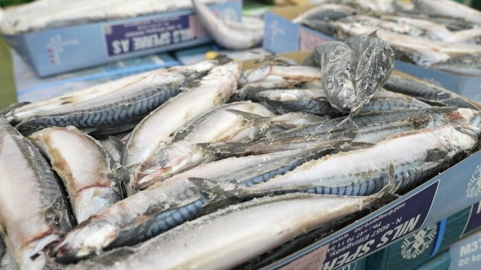 福井缶詰が使用しているノルウェー産のサバ