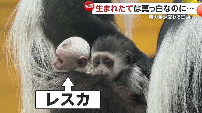 妹のレスカちゃんと一緒に抱かれるイエモンくん(日本モンキーセンター)