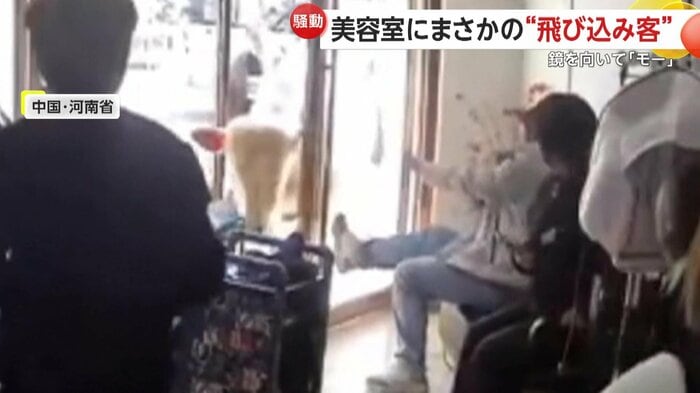 ドアを閉めて牛を止めようとする客(中国SNSより)