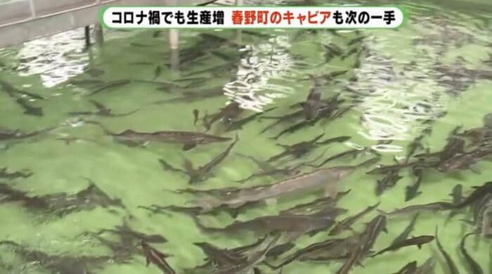 チョウザメ約1万5000匹を養殖