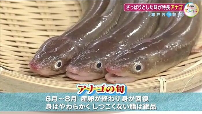 アナゴの旬