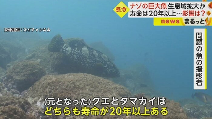 「おそらく交雑魚の寿命もそれ相応になるのかなと」