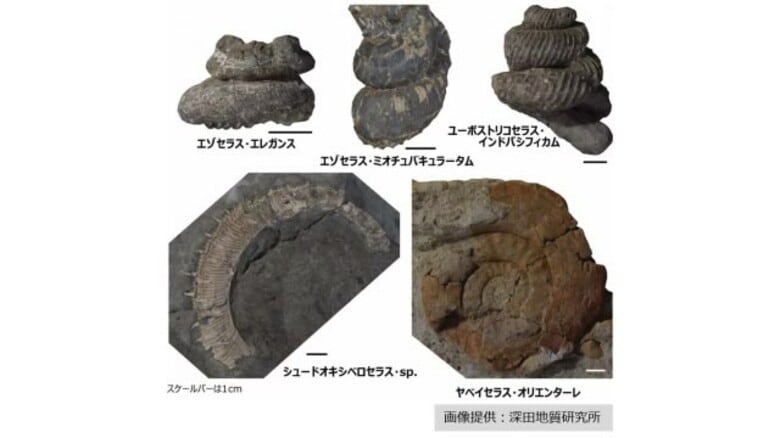 体験発掘から県内初の種のアンモナイトを発見！歴史のさらなる解明に一歩＜福島県＞｜FNNプライムオンライン