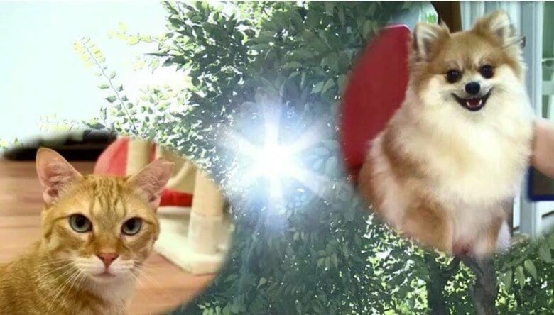ペットの熱中症に要注意！動物病院で聞いた気にするべきポイントは「呼吸の速度」「よだれ」「舌の色」　大切な家族の命を守るために｜FNNプライムオンライン