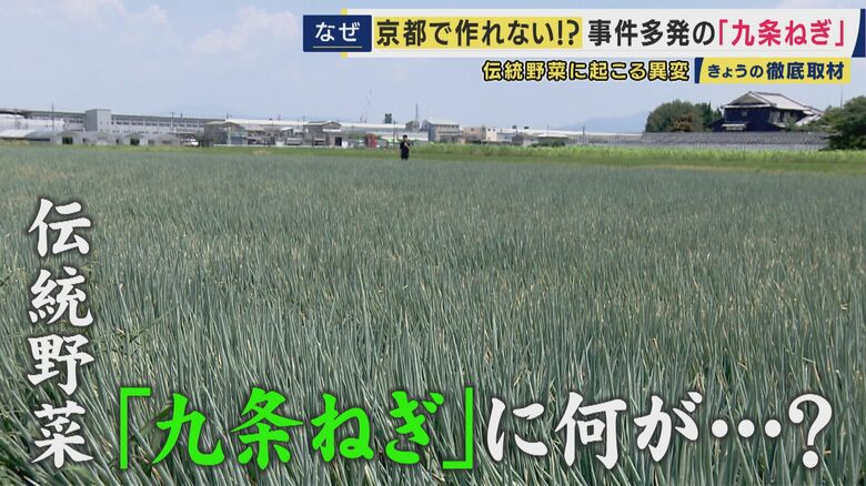 「九条ねぎ」に“異変”　暑さに弱く夏場の収穫が困難に　「北海道産九条ねぎ」など産地変更の動きも｜FNNプライムオンライン
