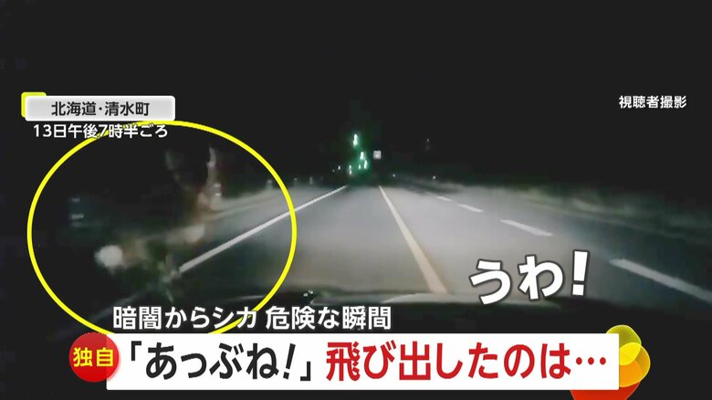 「あっぶね!」暗闇からシカ…急ブレーキで間一髪、衝突を回避 “シカとの遭遇”が増加 北海道・清水町|FNNプライムオンライン