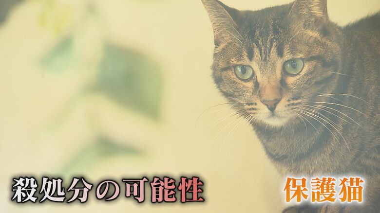 殺処分ゼロへ 人気の「保護ネコ」カフェ　行き場を失ったネコたちの里親探し…きっかけは悲しい“殺処分”の現実｜FNNプライムオンライン