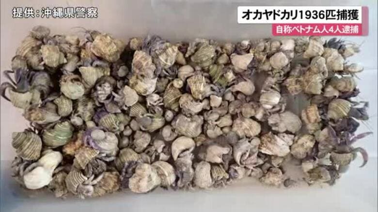 オカヤドカリ1936匹を捕獲　自称ベトナム人4人逮捕｜FNNプライムオンライン