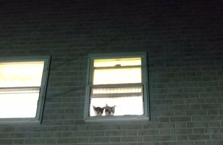 「これ見えたら疲れ吹っ飛ぶ」帰宅すると2階の窓から猫がお出迎え…玄関での歓迎ぶりを飼い主に聞いた