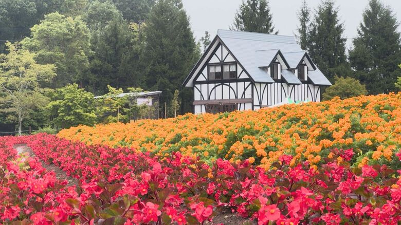 敬老の日は65歳以上入園無料…ひるがの高原「牧歌の里」で花畑が見頃 マリーゴールドなど約2万株が咲き誇る｜FNNプライムオンライン