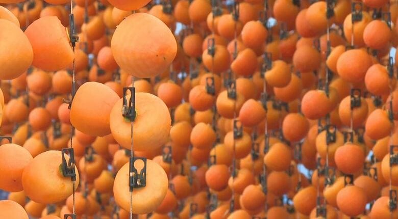 美しい“柿のれん”　「市田柿」づくり進む　夏の高温、9月の長雨で大玉傾向「糖度はかなりある」　出荷は12月上旬に本格化、1割は台湾などに海外輸出　長野・高森町｜FNNプライムオンライン
