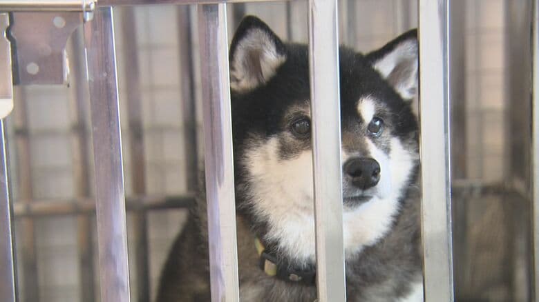 「犯人捕まえたい」「必ず逮捕の世の中に」身勝手な飼い主のせいで行き場なくした犬や猫 命を救う側の怒り｜FNNプライムオンライン