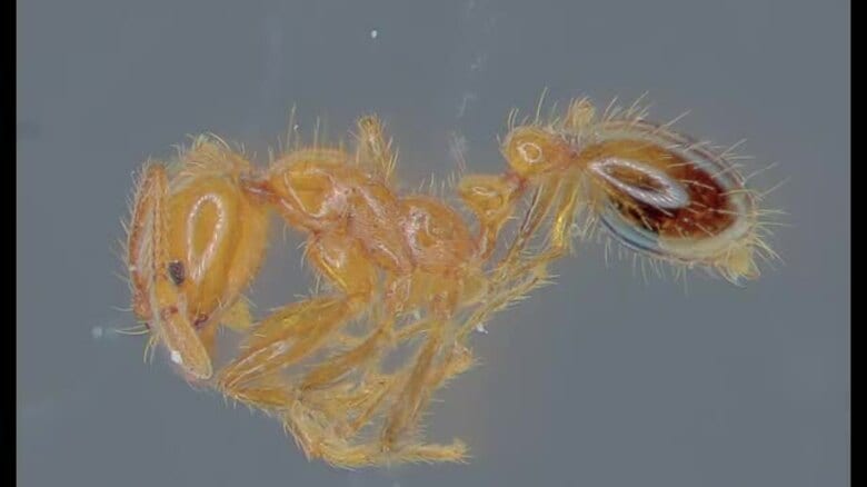今治で初めて特定外来生物「アカカミアリ」発見　国際物流ターミナルで約２２０匹を駆除【愛媛】｜FNNプライムオンライン