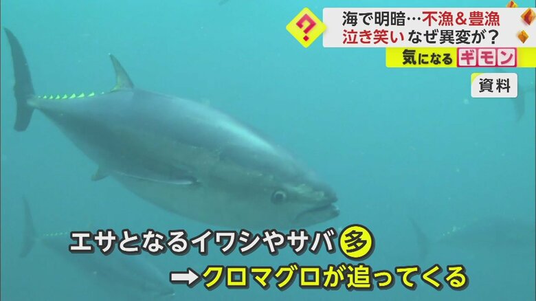 クロマグロの本来のシーズンは4月