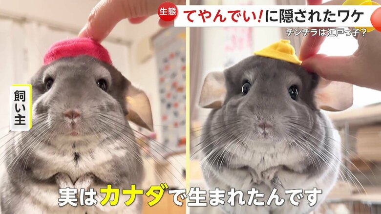 ｢実はカナダで生まれたんです」と話す飼い主