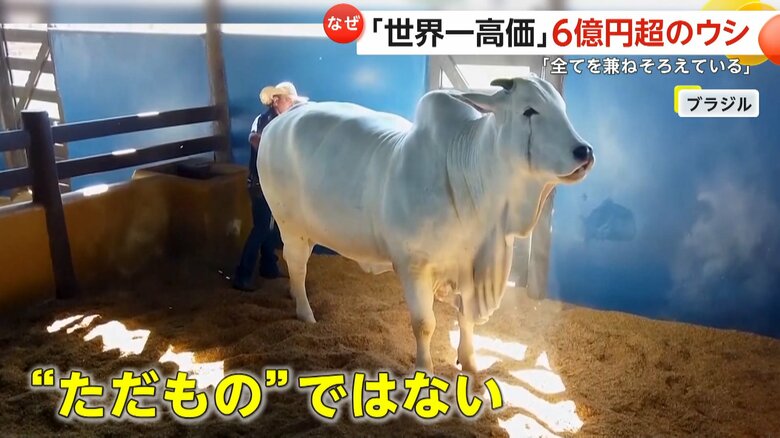 ブラジルで撮影された背中に大きなコブがある、全身真っ白なメスのウシ