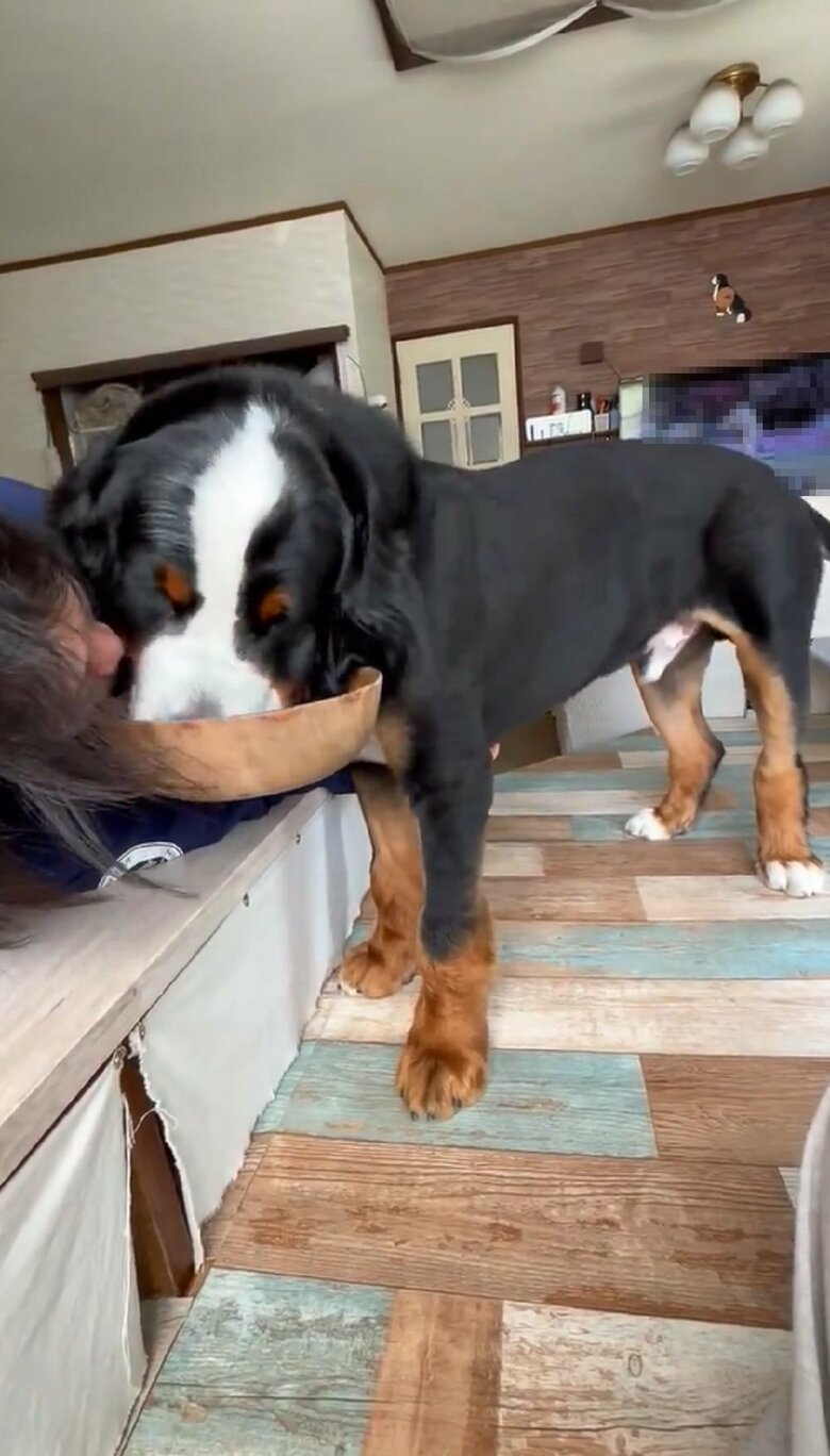 ぱぱさんが見ていて、八兵衛くんはうれしそう