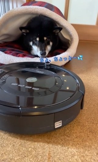 ルンバにも動じないさくらちゃん