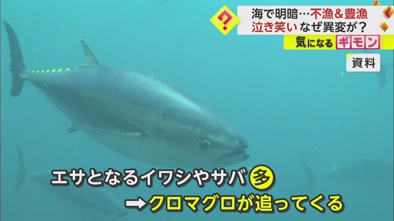 クロマグロの本来のシーズンは4月