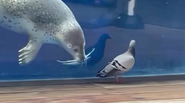 ガラスごしに歩くハトに熱視線を送るアザラシ（新潟・上越市立水族博物館）