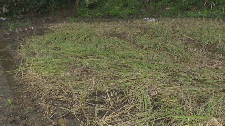 イノシシに踏み倒された田んぼ