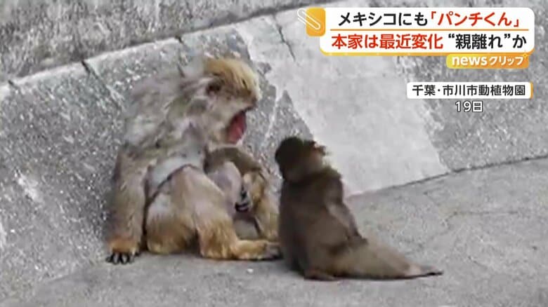 大人のサルに甘えるような仕草をみせるパンチくん