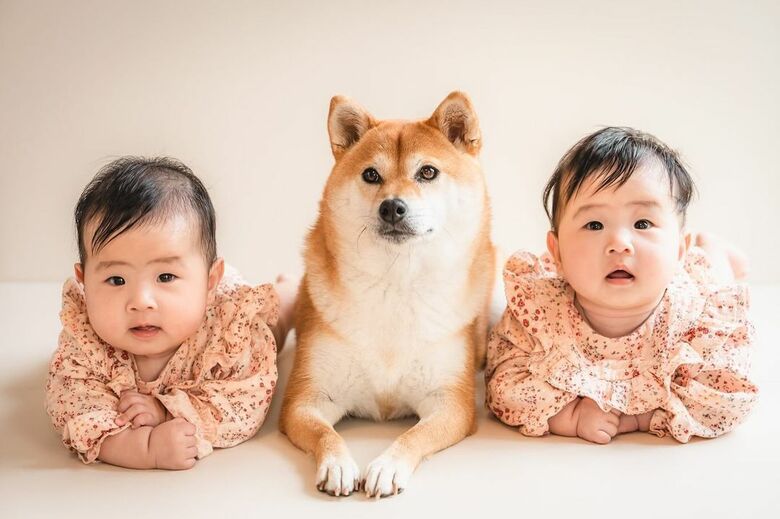 提供：柴犬　むぎさん