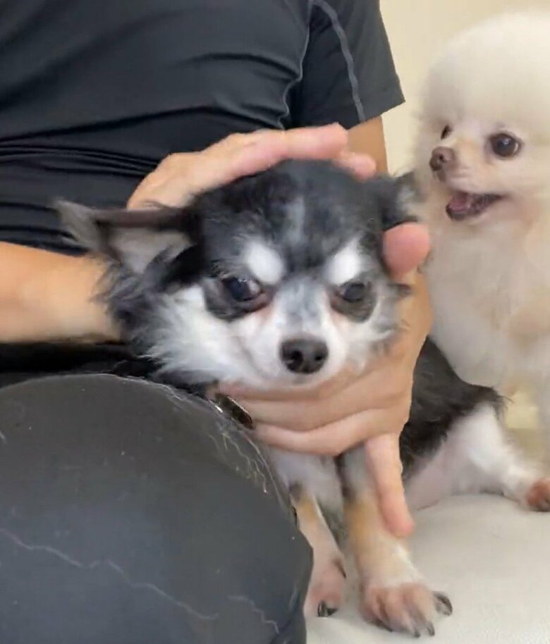 ちっぷちゃんがなでられていると、しんくんが入ってくる