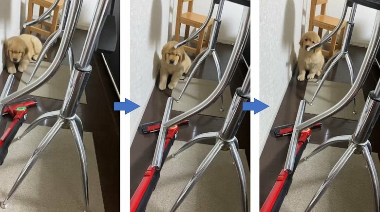 掃除機を怖がるパピー時代のよんくくん。
