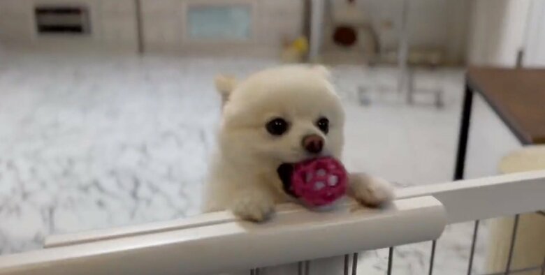 遊んでほしいぽんちゃん