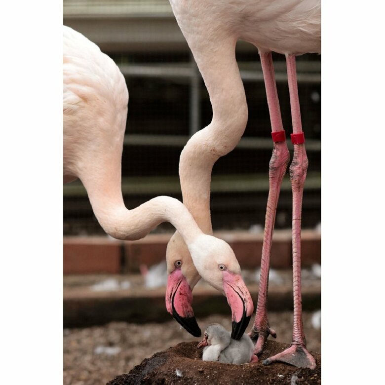 夫婦で協力して子育てする（提供：富士花鳥園）