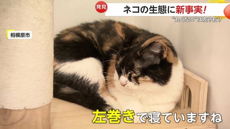 左巻きは左肩を下にしたネコ