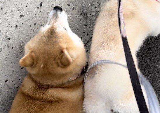 強引な割り込みの被害にあったくるみちゃん…