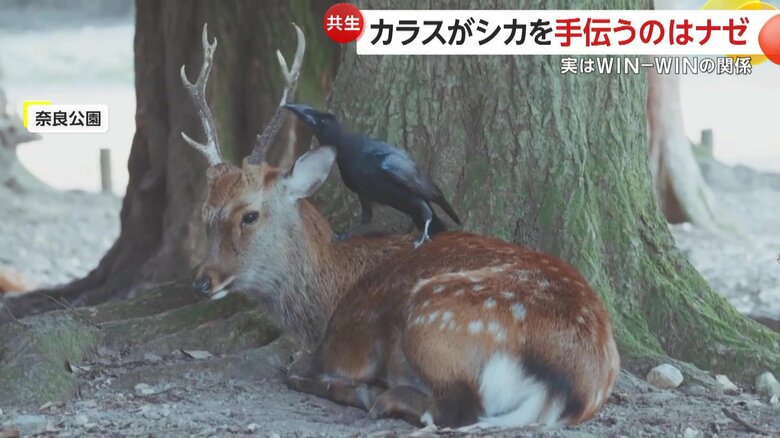 シカの背中に乗り、ツノをついばむカラス