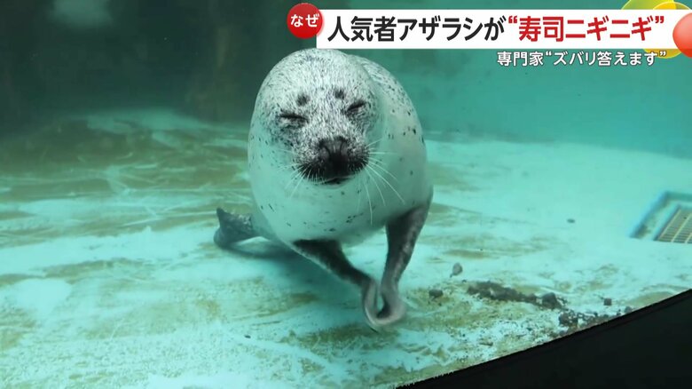 男鹿水族館で、寿司にぎりの達人として話題になっているゴマフアザラシ