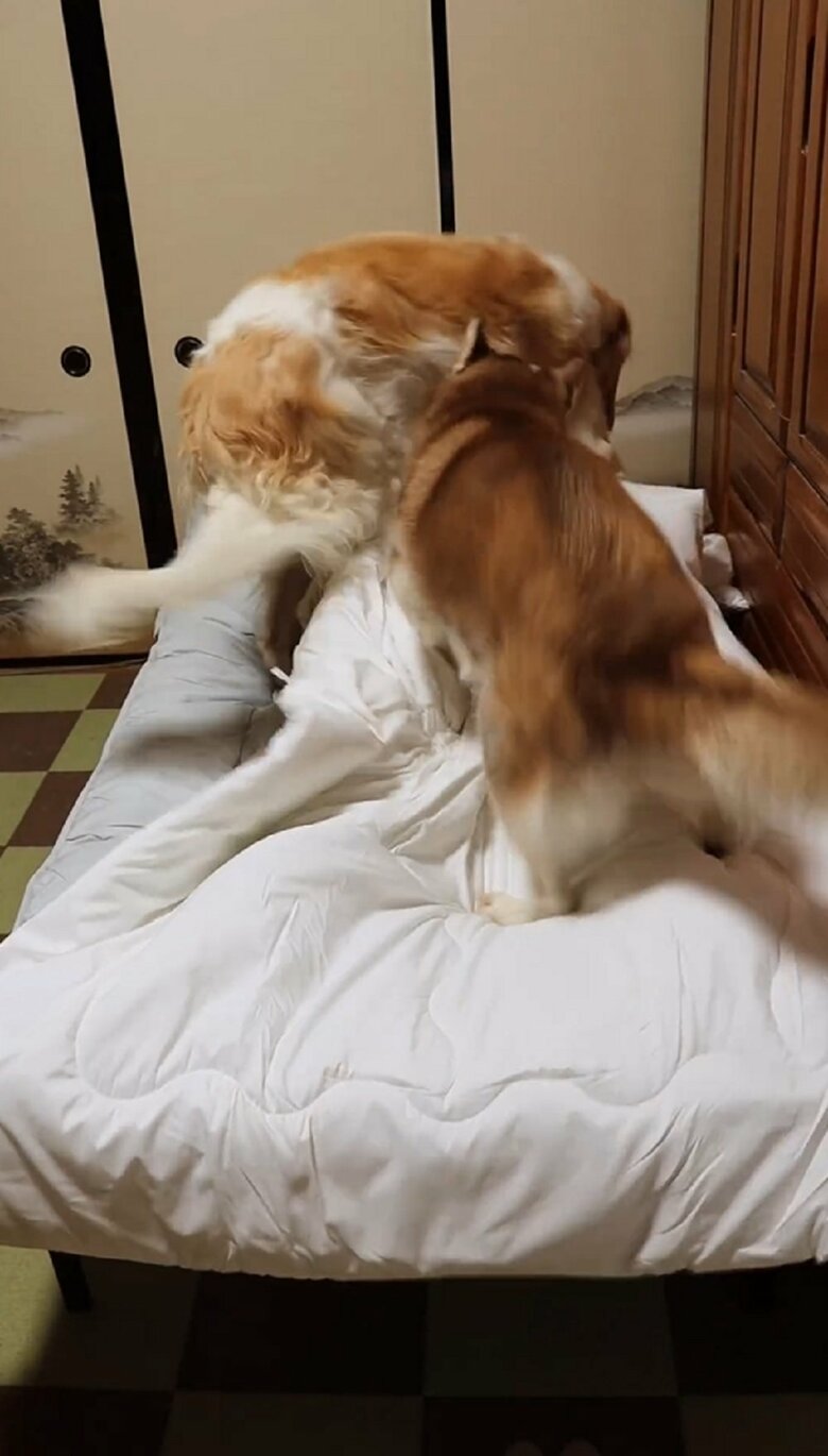 続けてマデラちゃんも乗ってきた