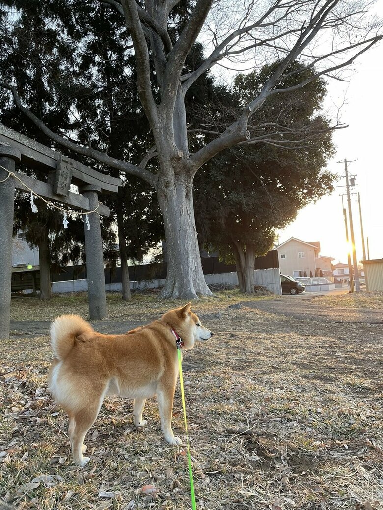 飼い主さんとの散歩の様子