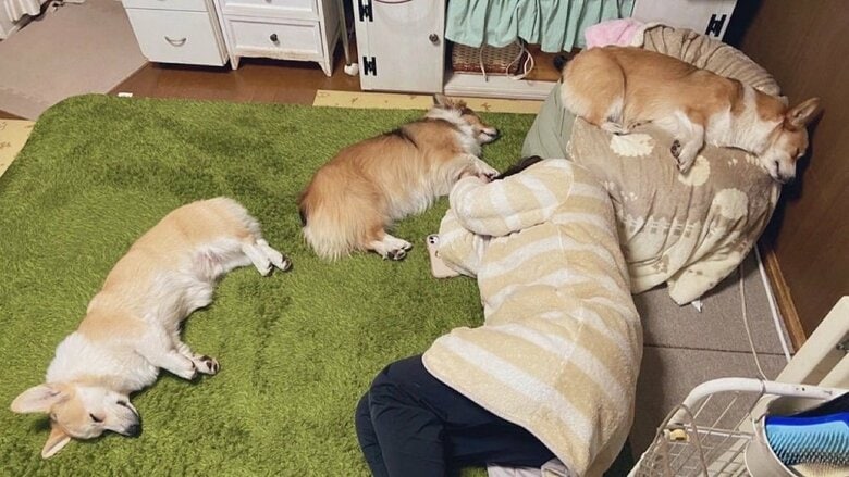 人間が寝ていると集まってくるという