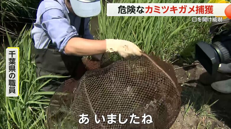 千葉県の職員がようやくを捕獲した大きく口を開け威嚇する「カミツキガメ」