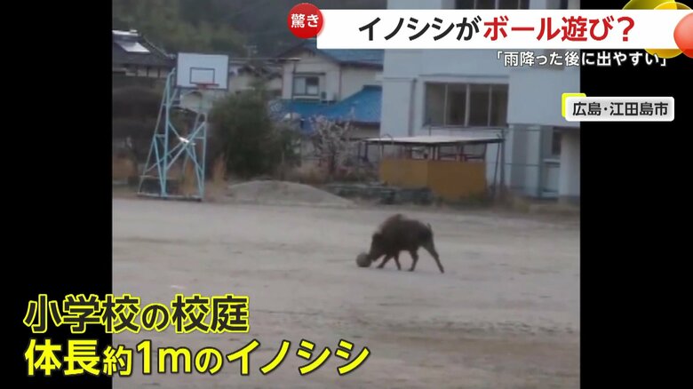 グラウンドに出没したイノシシ（視聴者撮影）