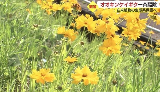 オオキンケイギク