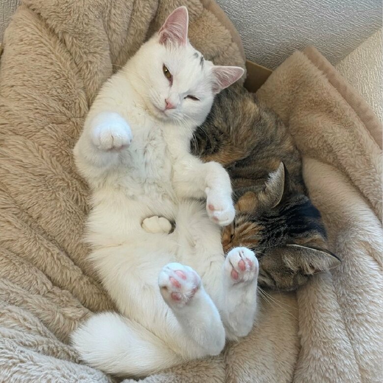 まったりとくつろぐ2匹