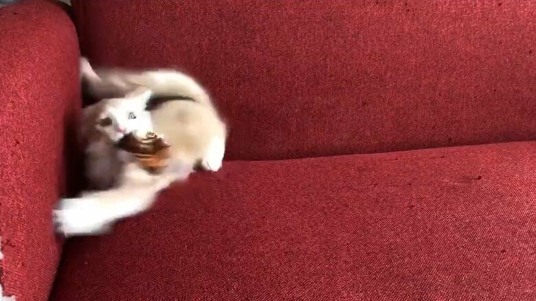 おもちゃで遊んでいる